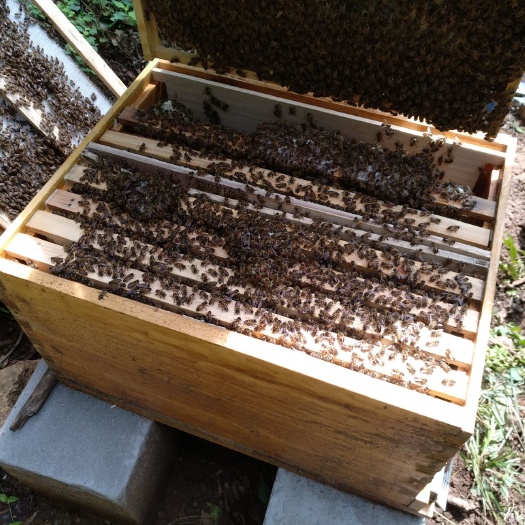 三门峡 蜂云谷蜜蜂蜂群出售 中蜂蜂群出售 种蜂群带王