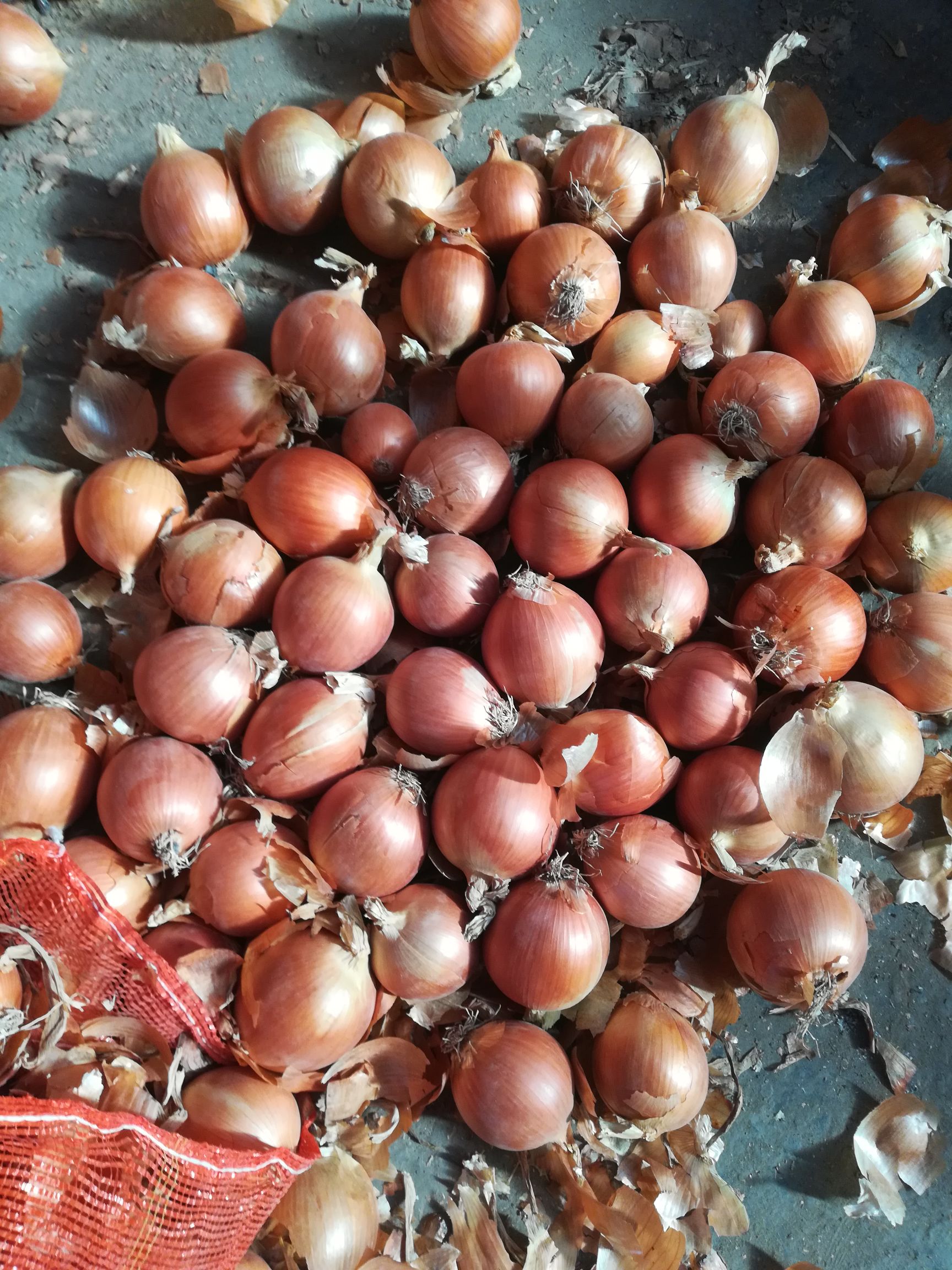 金乡县精品5-8小黄皮洋葱，精加工出口，量大可以优惠