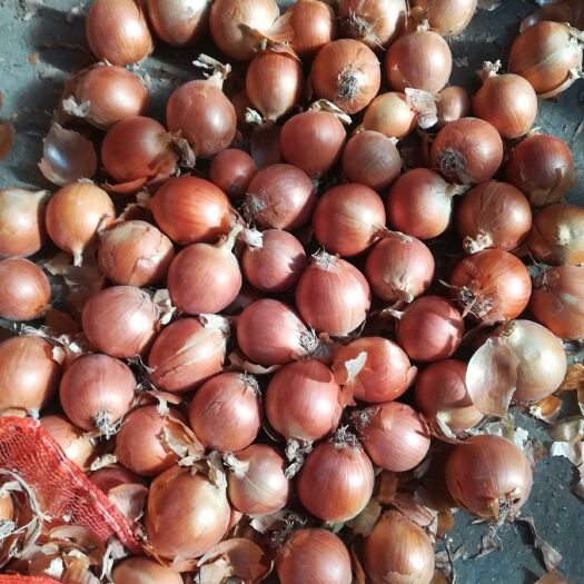 金鄉(xiāng)縣5-8小黃皮洋蔥，精加工出口，量大可以?xún)?yōu)惠