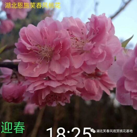恩施市 桃花苗 碧桃 观赏性桃花品种齐全