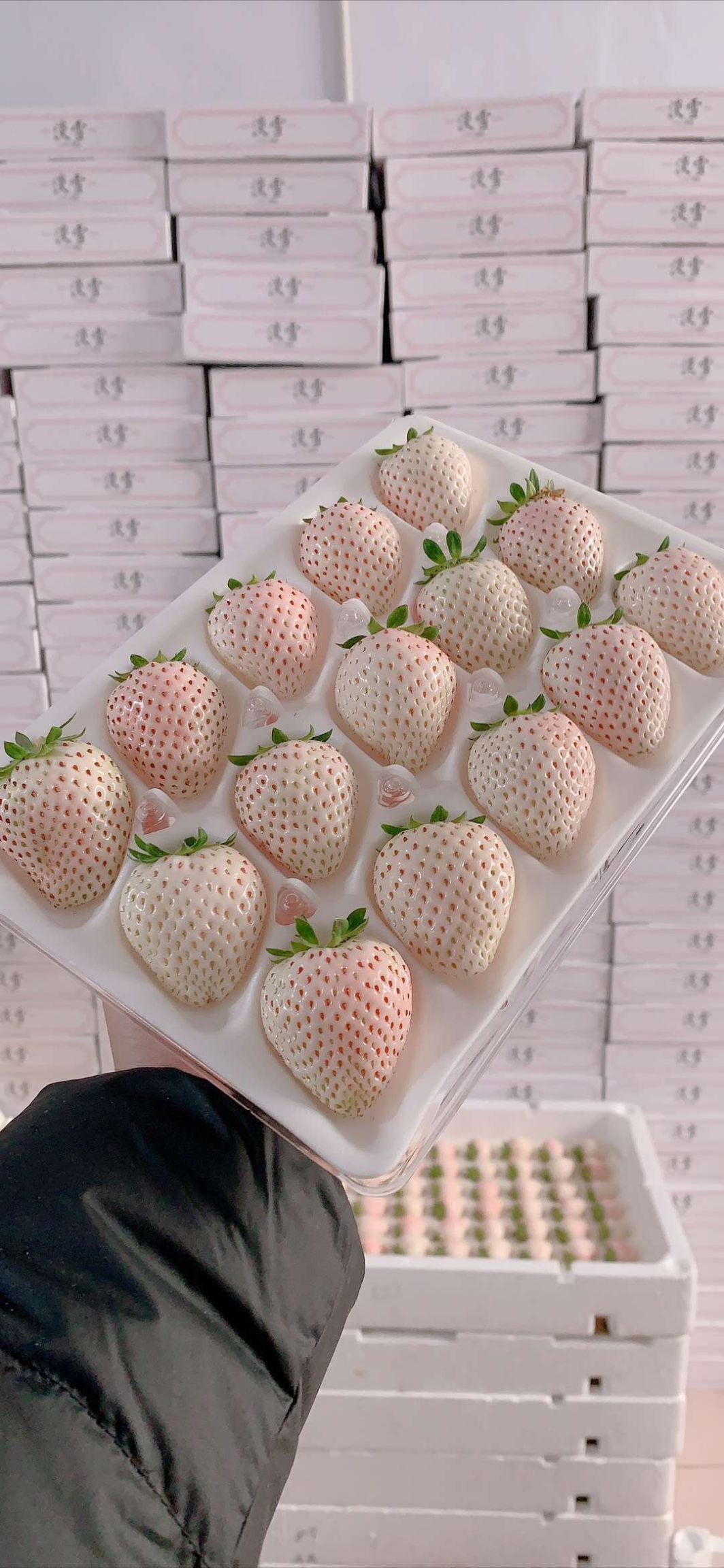 淡雪草莓 浓浓的奶香味,鲜美肉嫩一箱2盒22-38颗左右