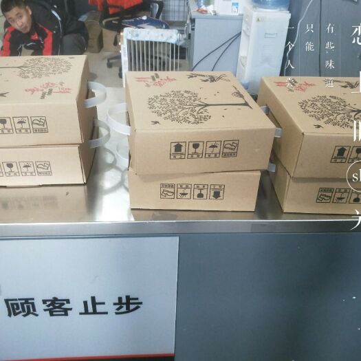 武强县肉鸽蛋 食用 礼盒装