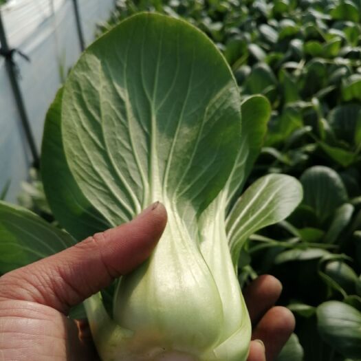 平湖市 青梗小青菜上海青