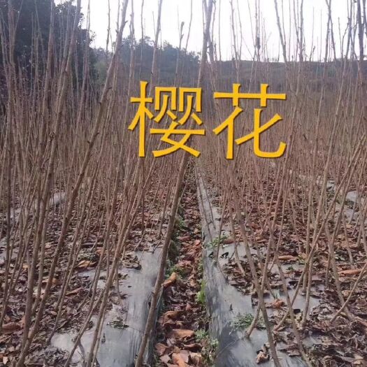 新昌县晚樱 1~1.5米 4公分以下