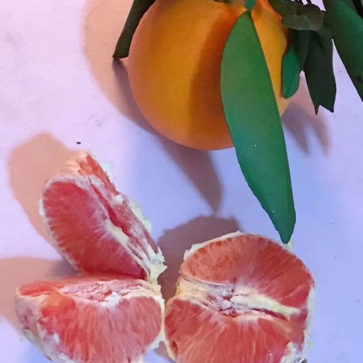 瑞金市 红肉脐橙苗