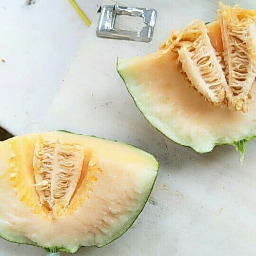 夏邑县西州蜜  精品晓蜜25，高质量好品质。欢迎新老客户谈何