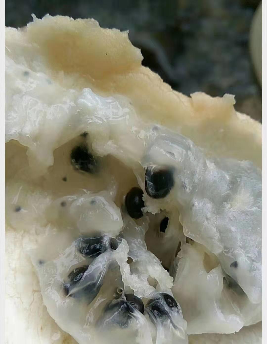 八月瓜苗  紫红晚熟品种籽很少 提供技术八月瓜纯紫色苗 籽少