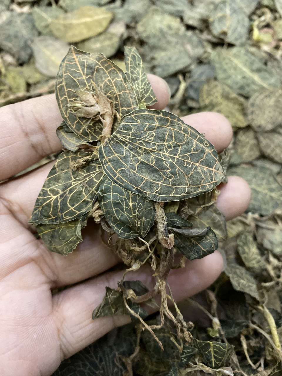  金线莲干品