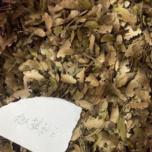 新昌县鸡爪槭苗
