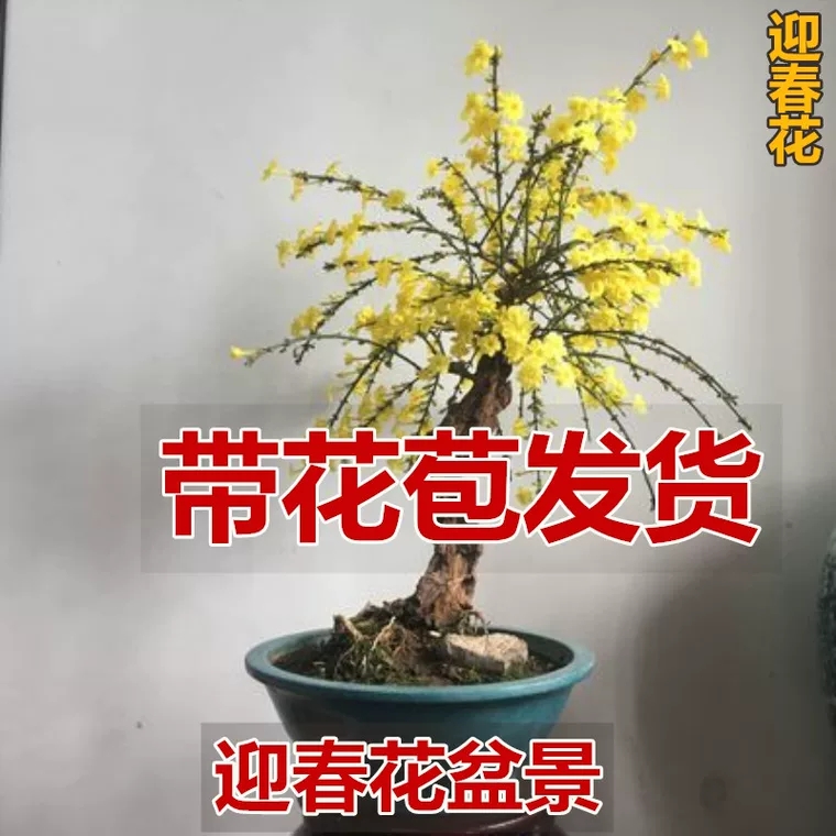 [探春花批發] 迎春花花苗 盆景 客廳陽臺辦公室內盆栽花卉綠植物 當年