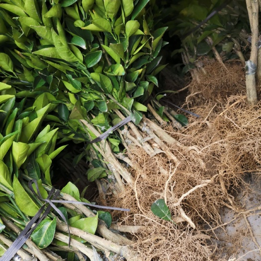 富川县脐橙树苗 纽荷尔脐橙靓苗！根须好，品种纯。