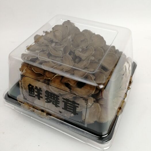 庆元县 鲜货舞茸一盒 生鲜舞茸栗蘑新鲜灰树花150g/盒