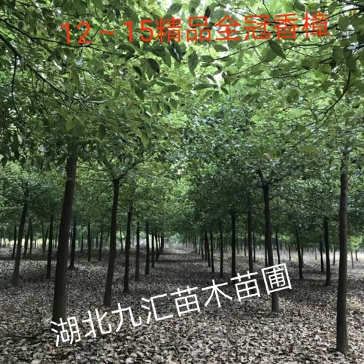 武汉15～25公分精品香樟树