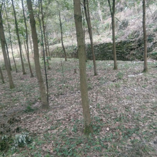 凤凰县 香樟
