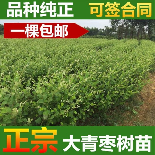 平邑县大青枣树苗嫁接苗新品包邮大青枣果树苗台南蜜思枣苗庭院种