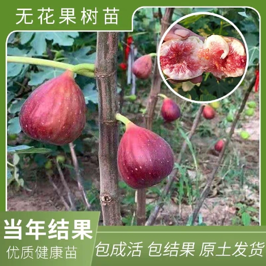 平邑县红心无花果苗 无花果苗