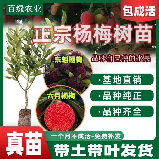 平邑县 杨梅树苗