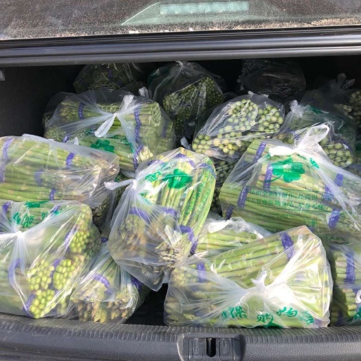 怀远县 新鲜芦笋出炉啦
