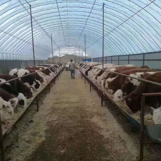 天津大棚管 养殖棚 养牛 养猪 镀锌椭圆管 包塑椭圆管 专业制作加工