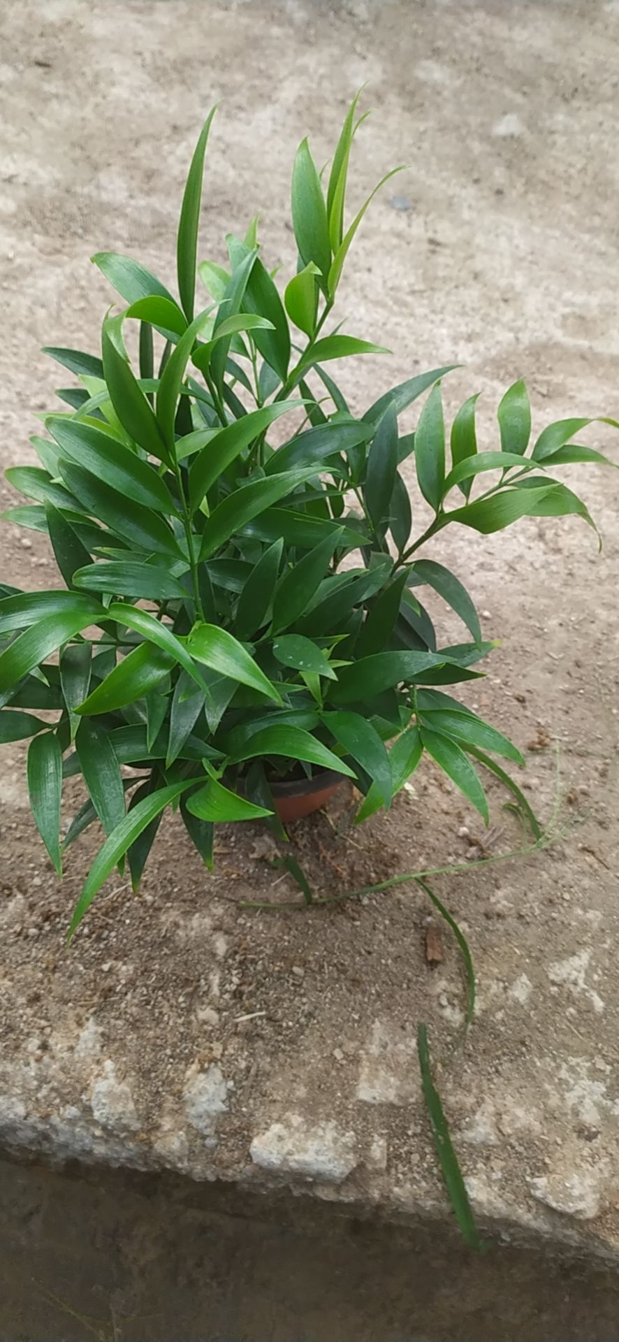 平安樹盆栽 竹柏盆栽樹苗室內水培植物平安竹淨化空氣吸甲醛驅蚊蟲