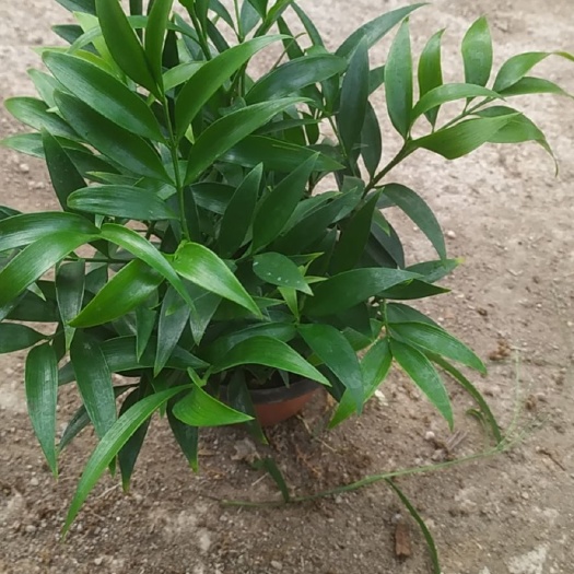 漳平市平安树盆栽 竹柏盆栽树苗室内水培植物平安竹净化空气吸甲醛驱蚊虫花草四季青