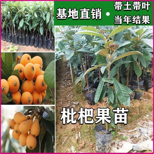 平邑县大五星枇杷苗 优质嫁接枇杷苗，成活率高挂果率高