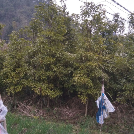 龙山县 金丝楠木直径3公分大