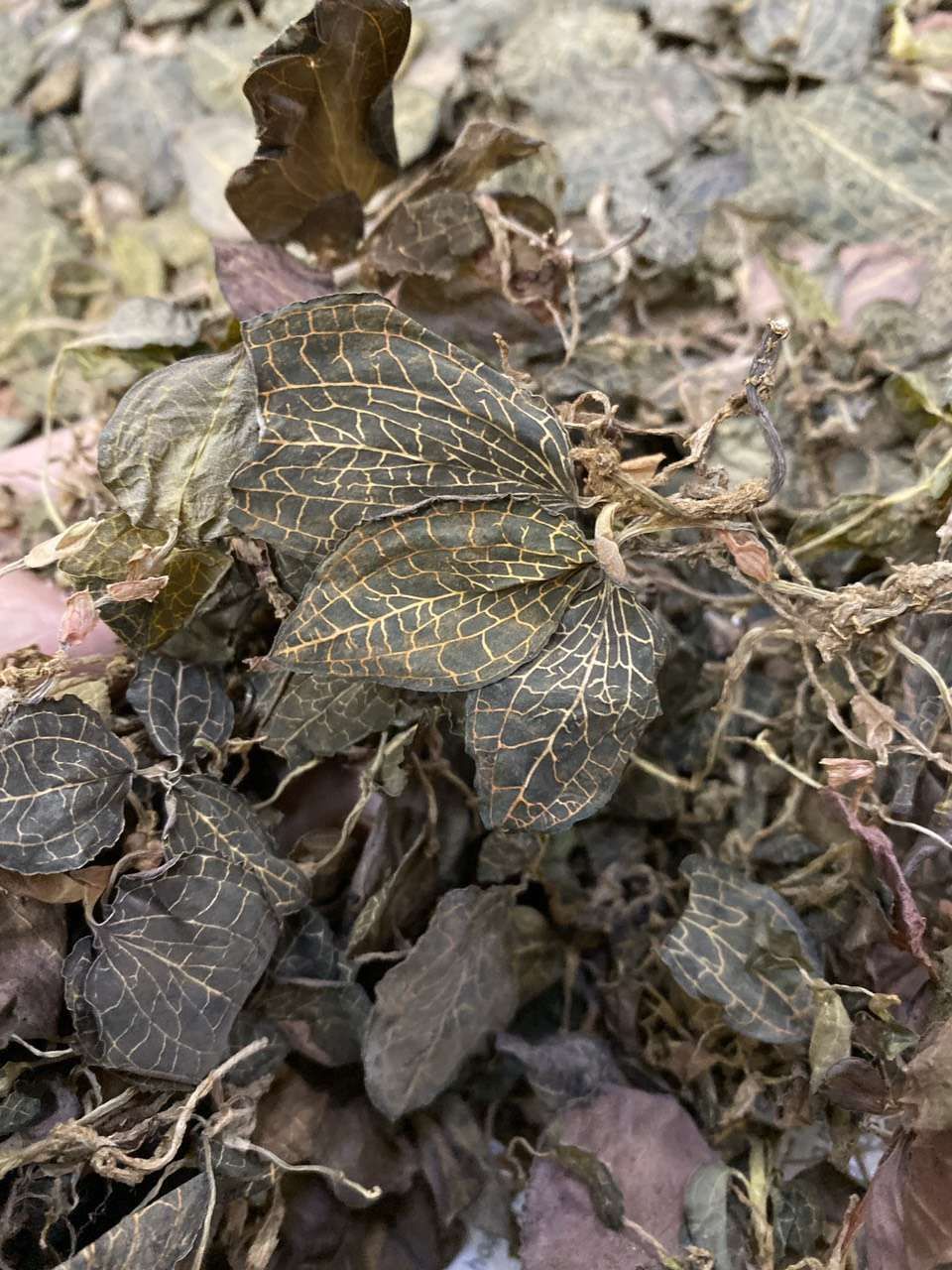  金线莲干品