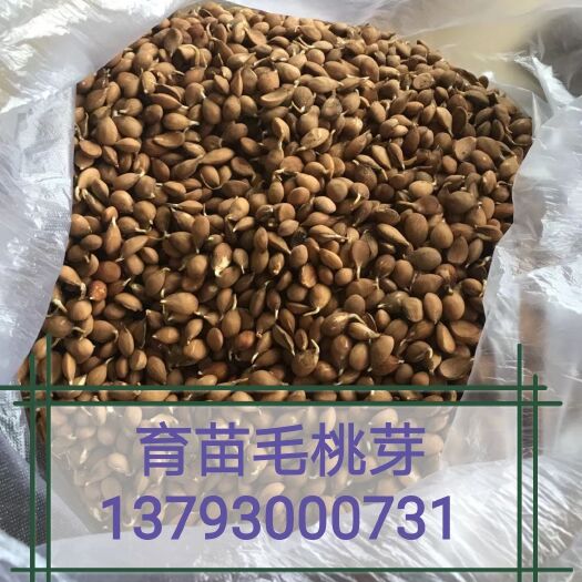 菏泽 桃树种子 毛桃芽 毛桃核  毛桃胡 嫁接果树种子