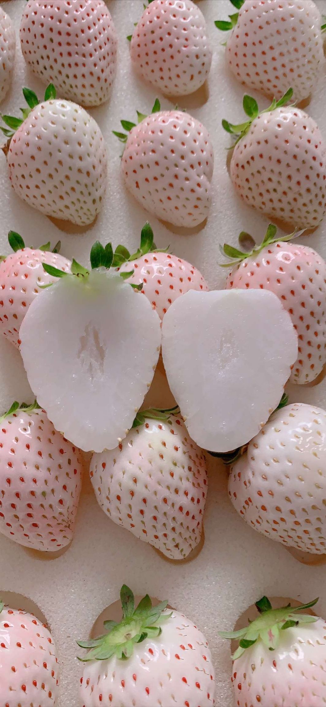 淡雪草莓 浓浓的奶香味,鲜美肉嫩一箱2盒22-38颗左右