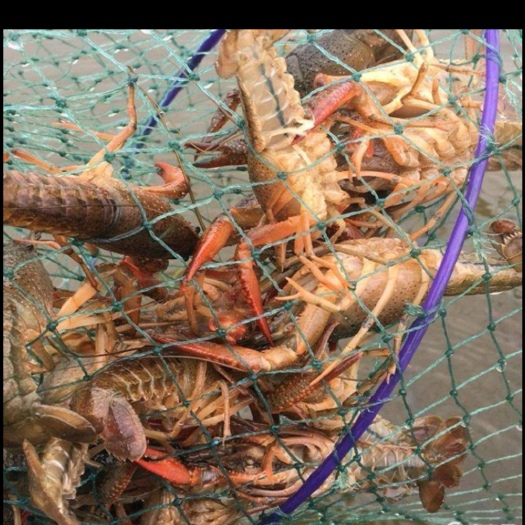 潜江市潜江小龙虾 潜江自家精品虾，酒店餐厅专用食材，各种规格均有，