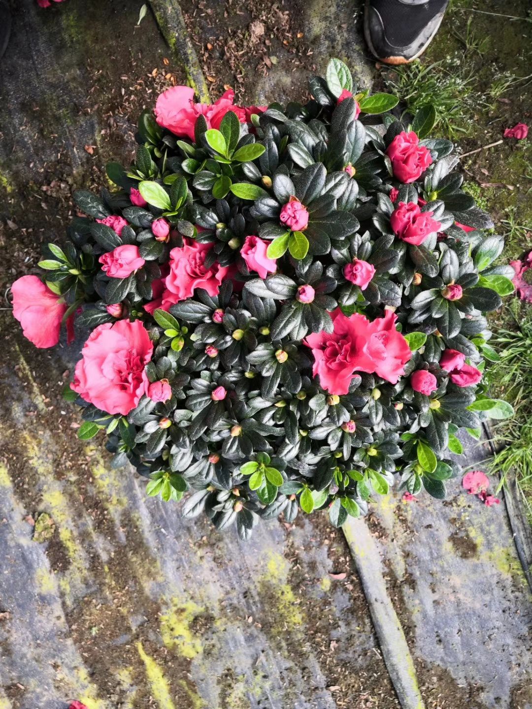  杜鹃花