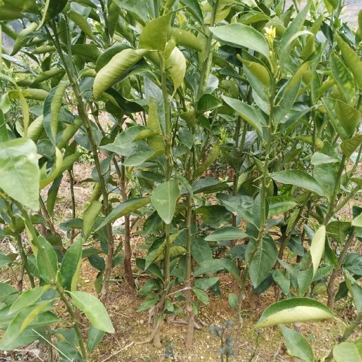 平乐县 供应果苗:沃柑苗、茂谷柑、沙糖桔、夏橙等地租到期，低价处理