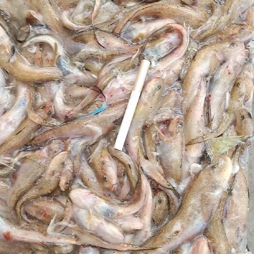 昌黎县 大量供应饲料鱼，价格从2300到3300一吨，需要的联系我