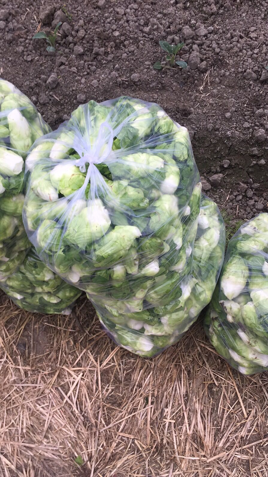 手撕早熟儿菜芽