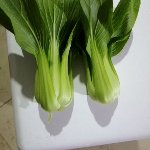 南通 五百亩蔬菜基地，常年不断货供应精品上海青小油菜，无中间环节
