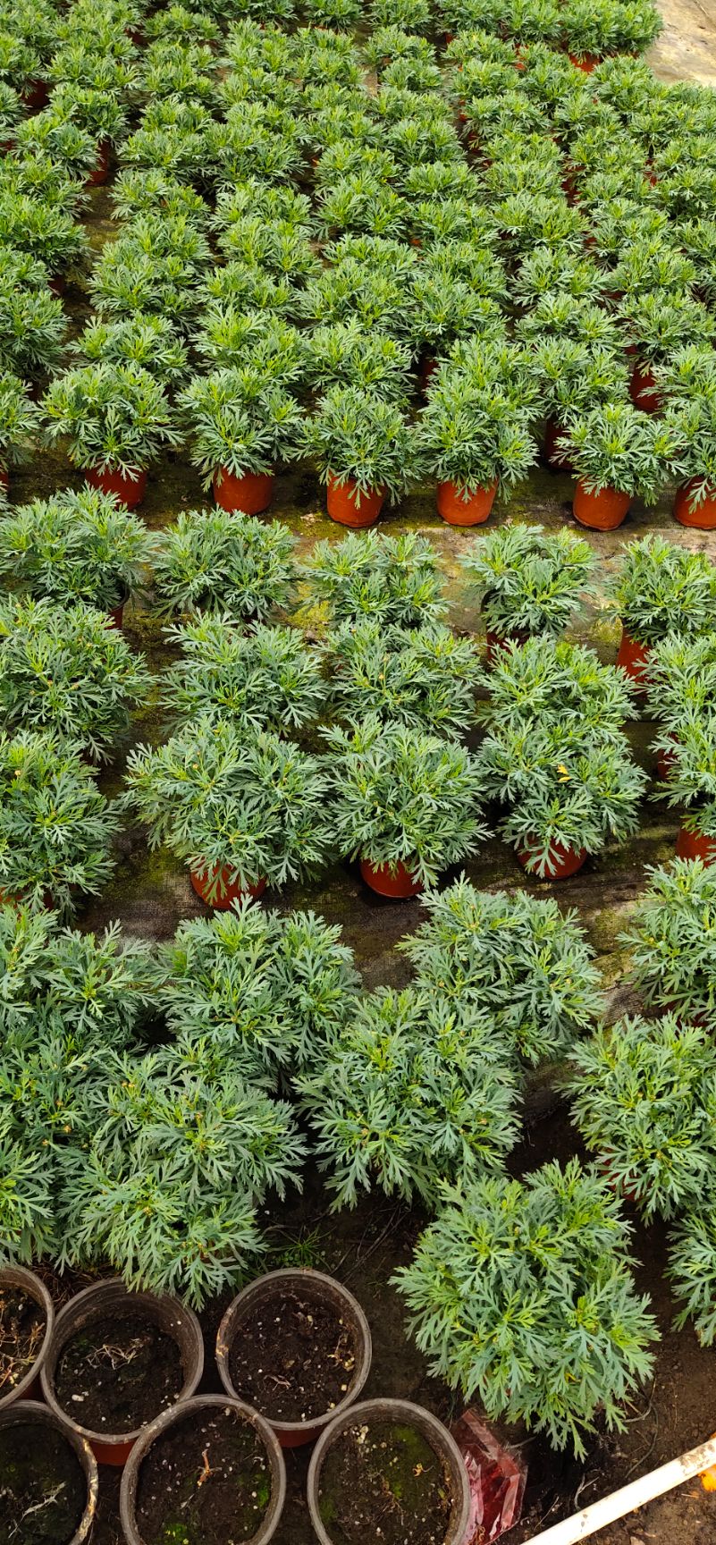 草花 玛格丽特大量批发