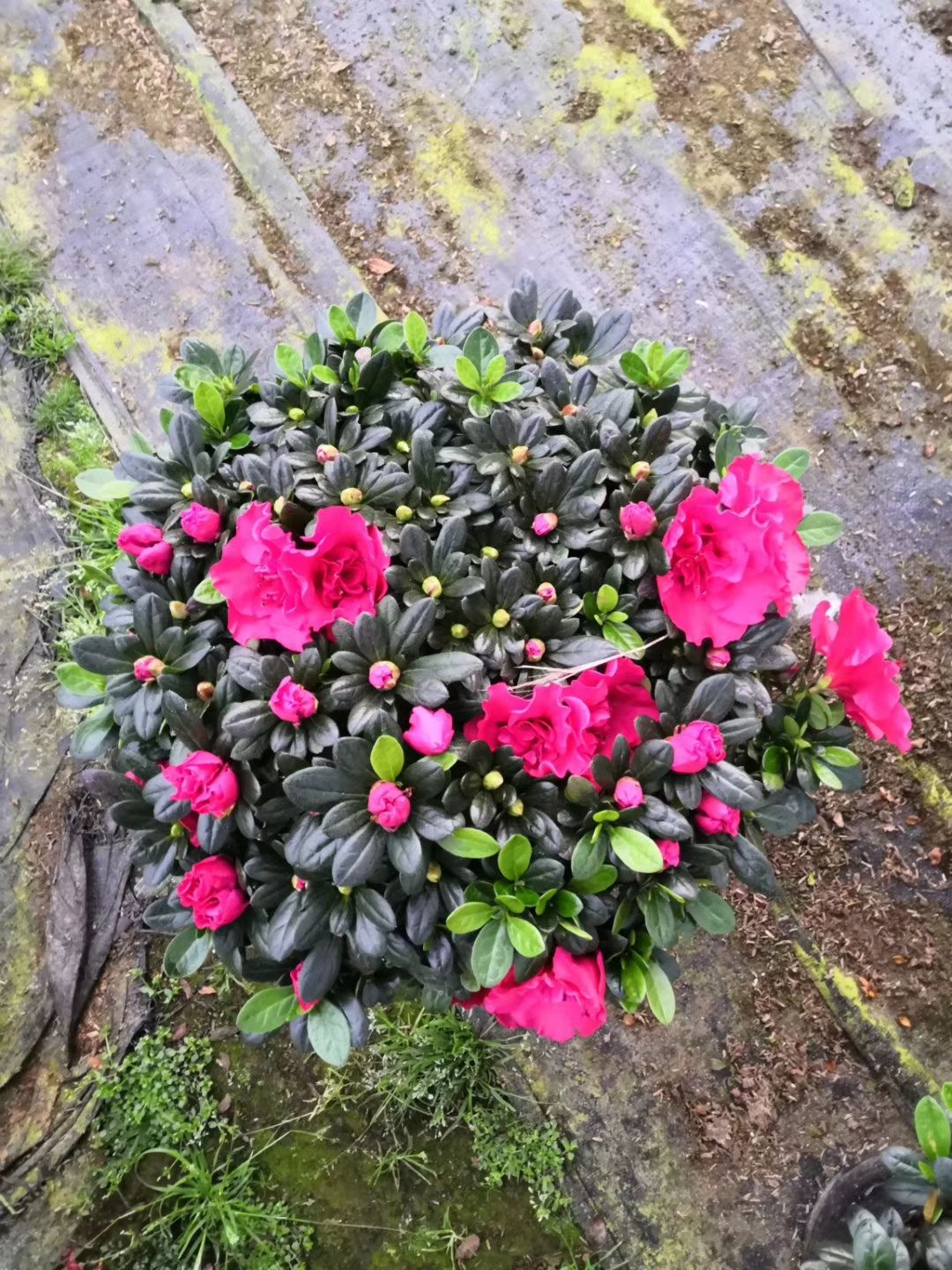  杜鹃花