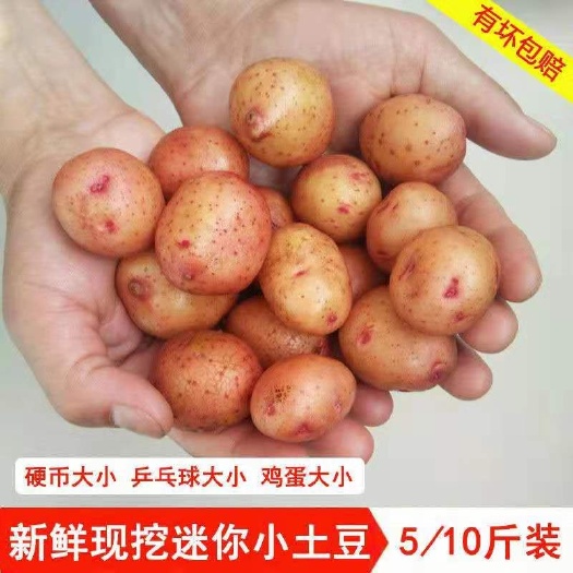 云南小土豆新鲜5/10斤农家自种红皮黄心土豆批发马铃薯现挖