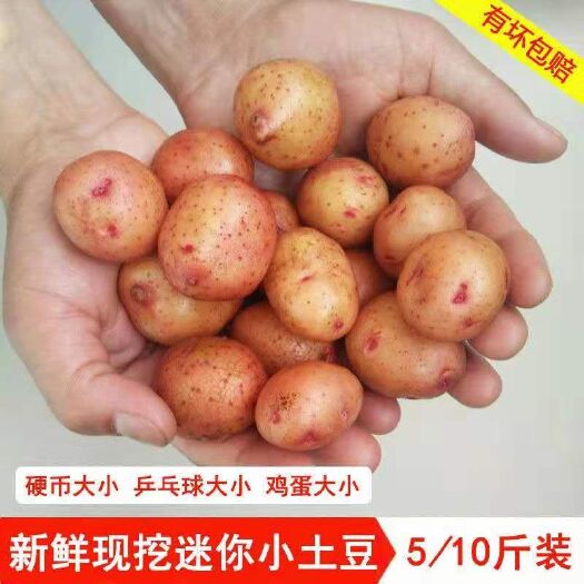 云南小土豆新鲜5/10斤农家自种红皮黄心土豆批发马铃薯现挖