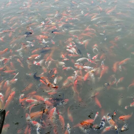 柳州 多彩锦鲤