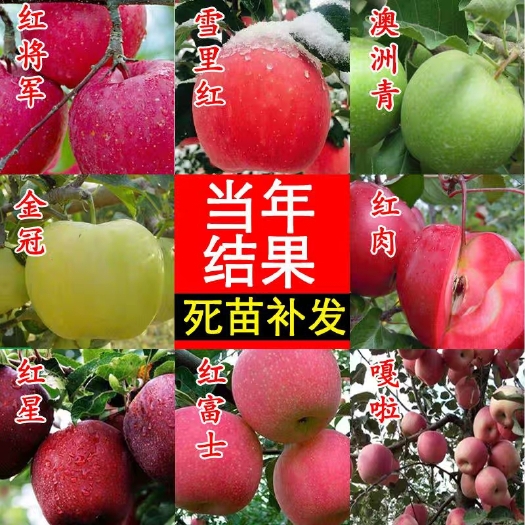 平邑县 苹果树苗