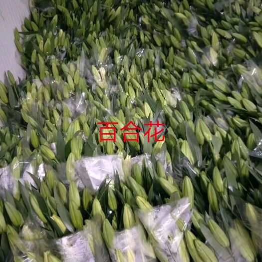 东海县 大量百合花上市