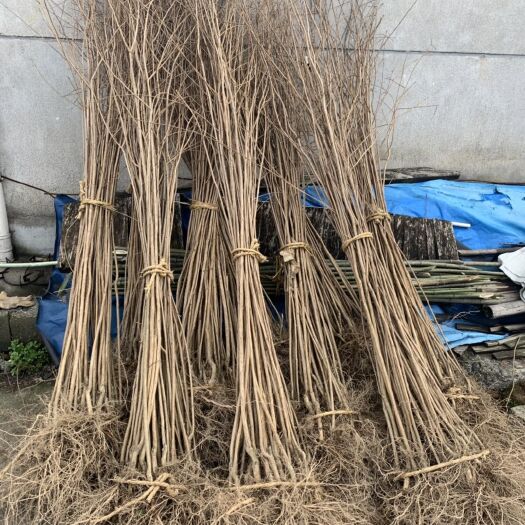 红花紫薇