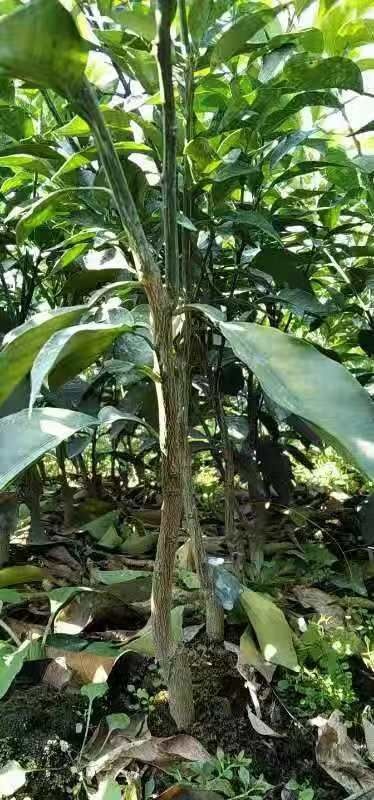 乐清市脐橙树苗 品种纯，价格优惠，有百亩育苗基地，欢迎大家选购