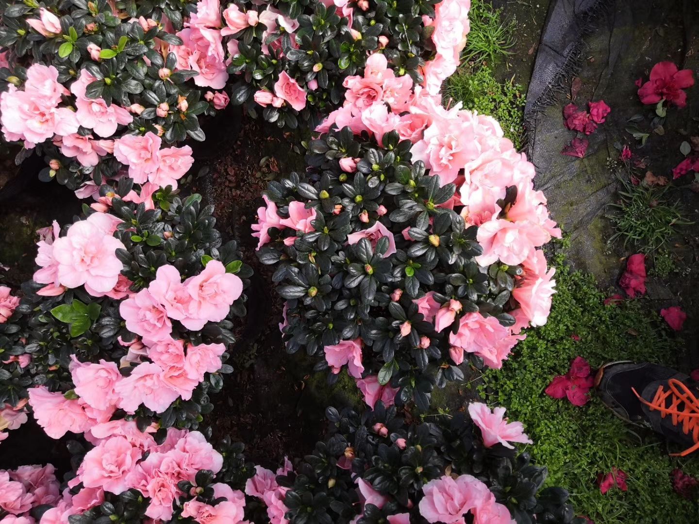  杜鹃花