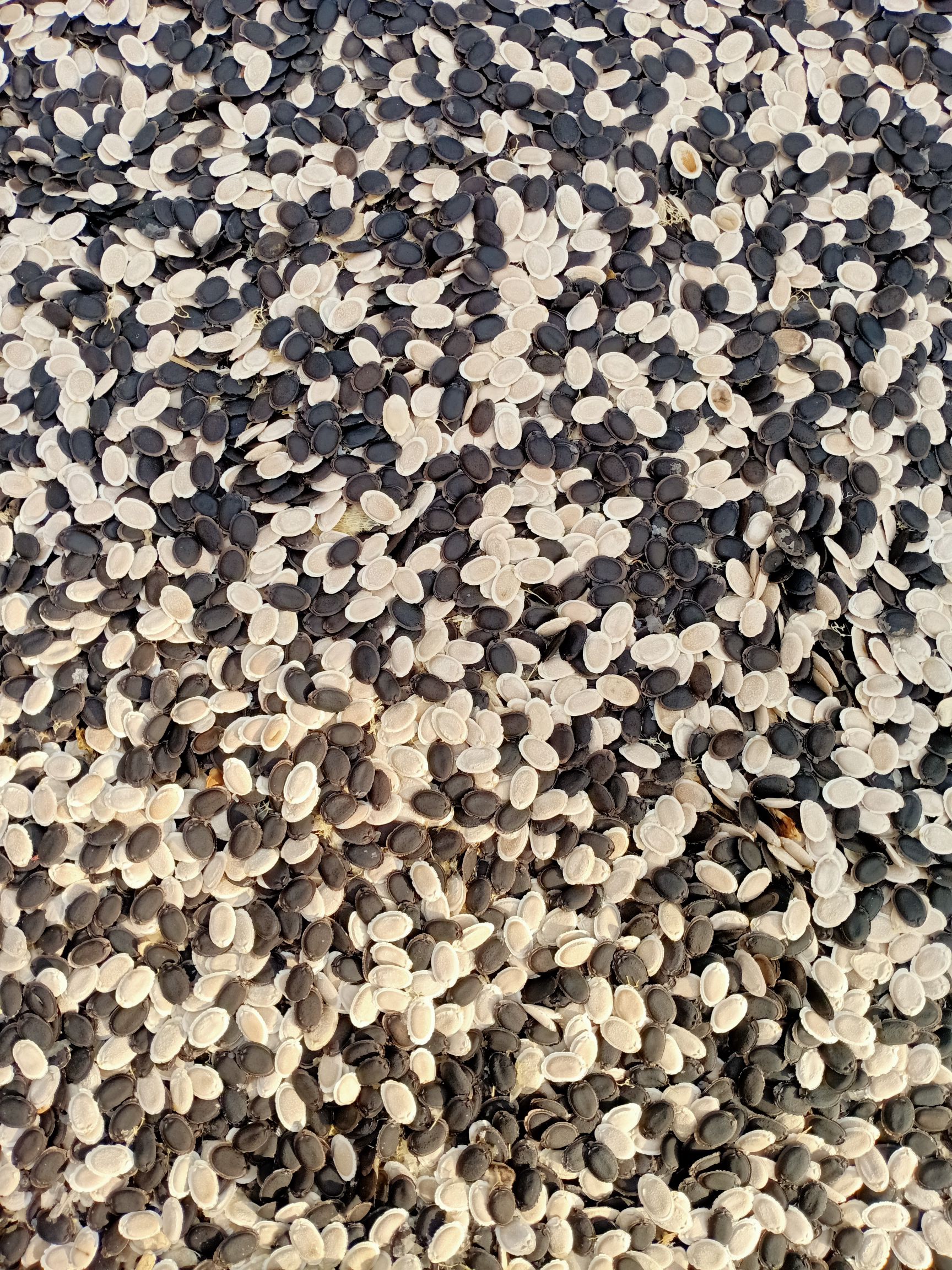 丝瓜种子 大长丝瓜种,老的丝瓜络,遇水即软.