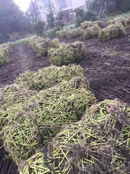 成都本地空心菜种苗， 老杆空心菜种藤，自产自销，质量好。