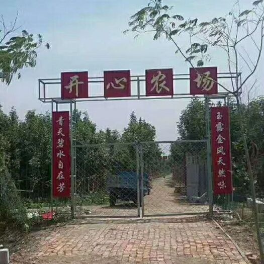  老式白蜡各种型号大量供应，承接各种绿化项目