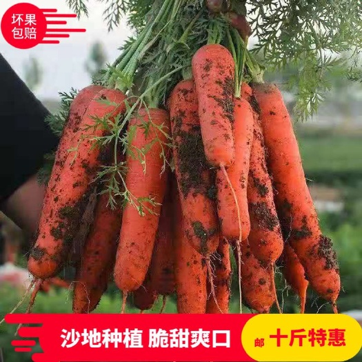 渭南红皮胡萝卜  10斤新鲜胡萝卜沙土地新鲜蔬菜水果红萝卜现挖现